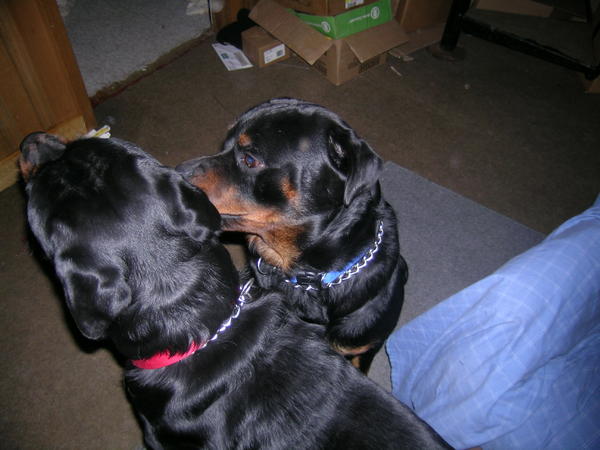 Max and Loki sharing a secret