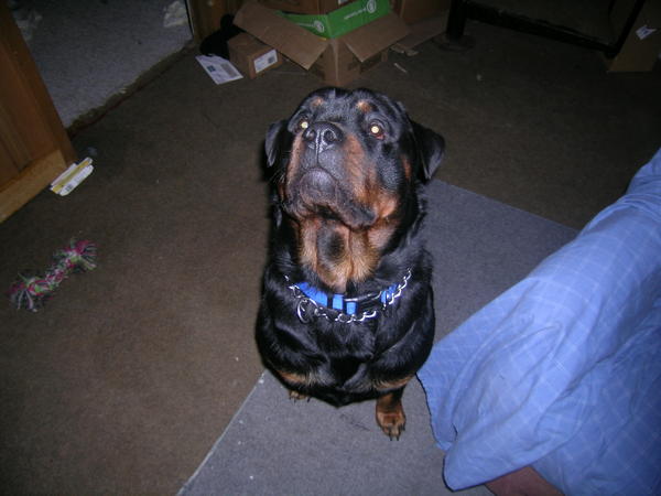 Big Man Loki - Paying close attention