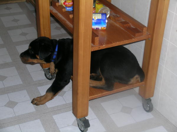 Jokester Loki - Baby Picture