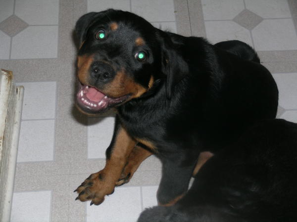 Sweet Rudy - Baby Picture