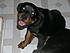Sweet Rudy - Baby Picture
