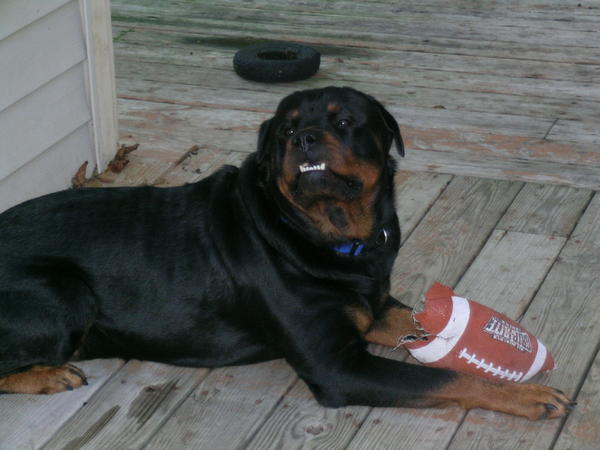 Loki Loves Football!!