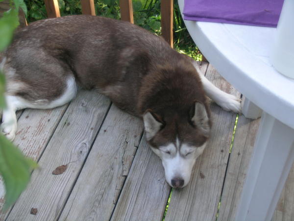 Our sister blue. We think she's pretty!