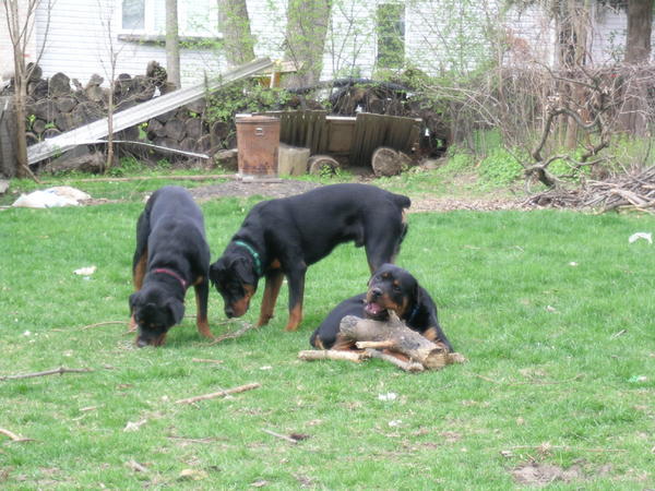 Who cares about bugs? I got the BIG stick