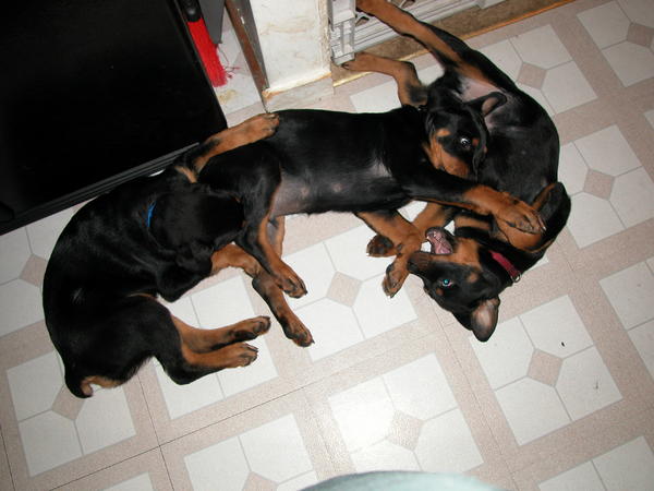 Brotherly fight