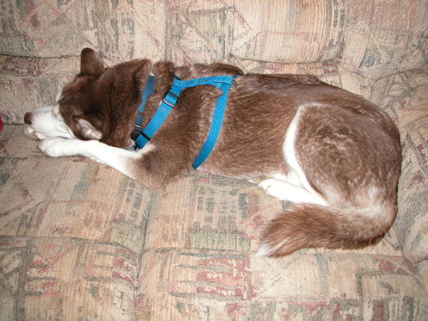 Blue with her harness on, she likes to run away