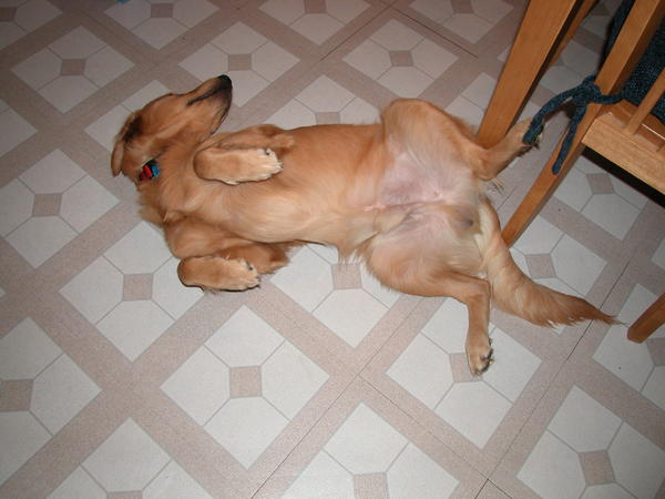 Rub my belly!!!