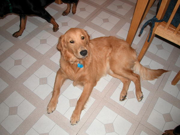 Tell the truth, I'm cuter than these puppies right? right???