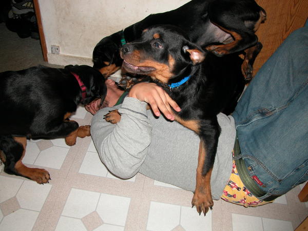 Our human brother home from school!