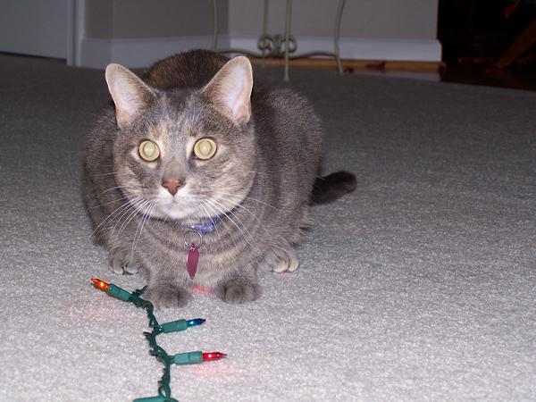 Christmas 2009 - Are these for ME??