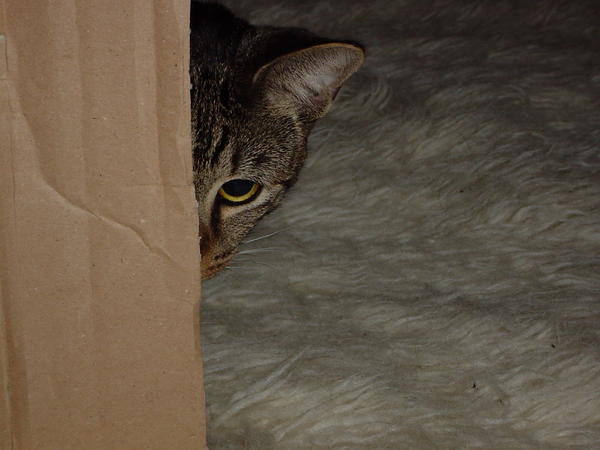 Peek