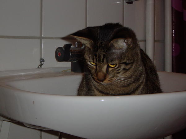 In the sink