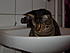 In the sink