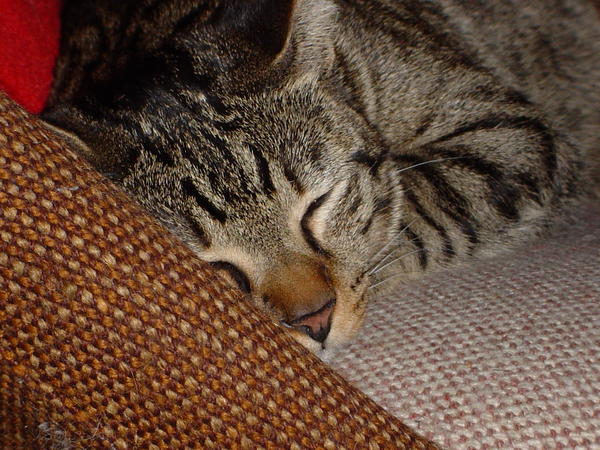 Fast asleep