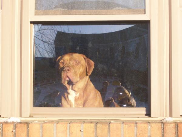 how much is that puppy in the window? (priceless!)