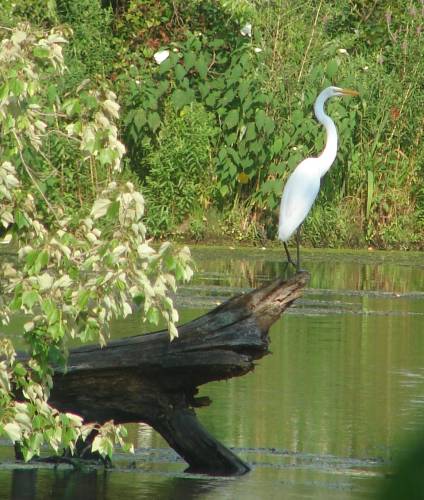 Snowy egret