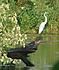 Snowy egret
