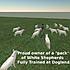 At 6:12 P.M. on Wednesday, Feb 3rd, VKC surprised the public with a release of the White German Shepherd. 
By 7:30 PM , training at Dogland started...