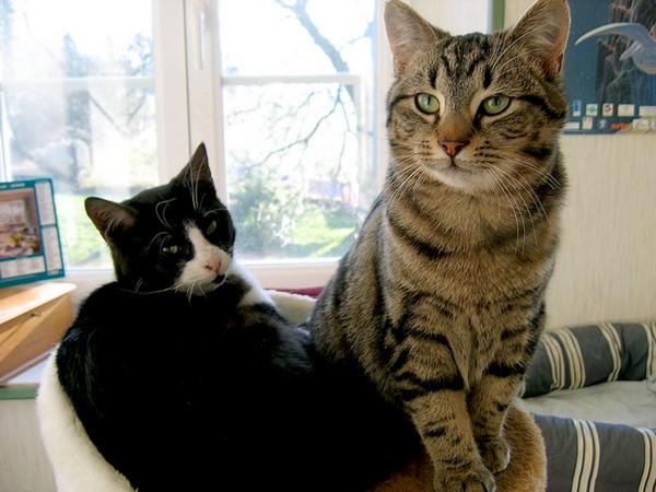 Jolicoeur (gauche) et son frre Gaspard.
Ils ont 9 mois maintenant et sont clins et joueurs... Des amours!