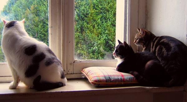 Gaspard et Jolicoeur... la Juju leur fait encore un peu peur! ;)