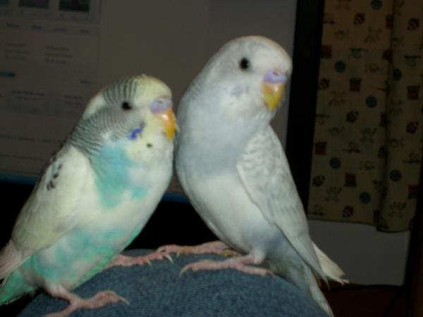 StrawbeRRY (Blu n yelloW) PandoRA (whiTE n PeriwinklE)