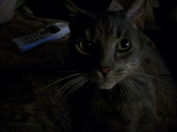 I love his lil Pink noes it looks like a lil heart! <3