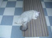 Lounge Lizard, Dippy loved laying on his back.