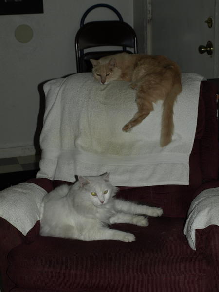 Cat World