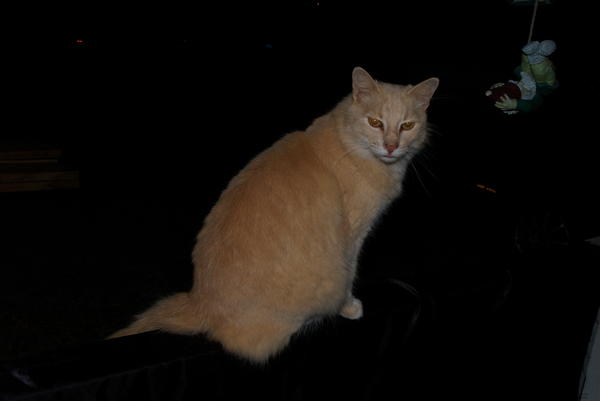 Eat your heart out Madonna... Dusty does Vogue