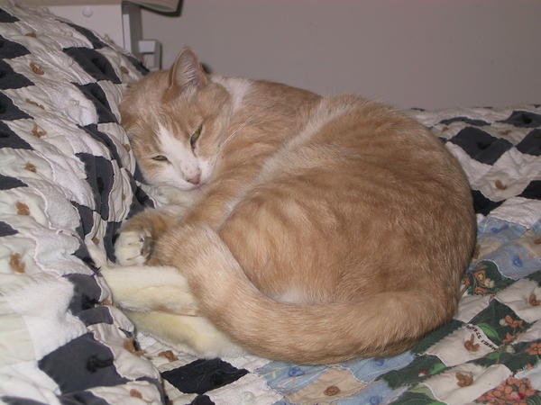 C.B. on Bed