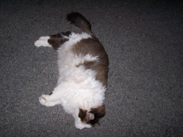 Ticker-the visiting neighbor kitty
