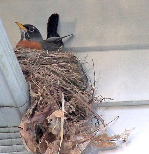Mama robin on her nest