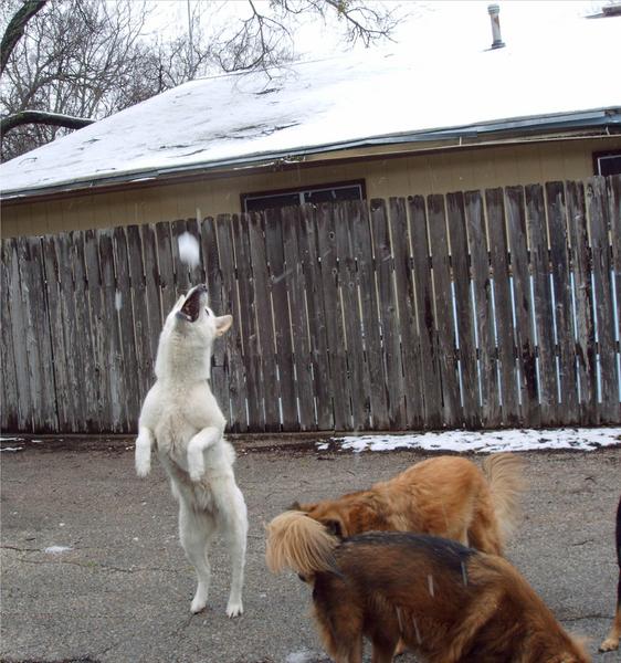 Sugar leaping for a snowball!