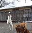 Sugar leaping for a snowball!