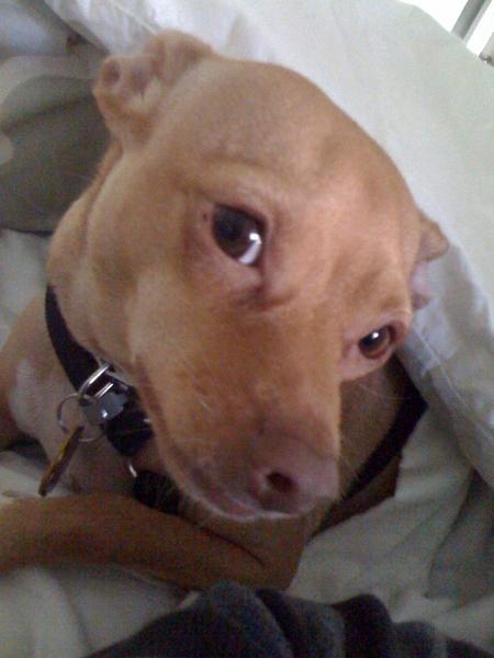 My Henry aka Goose Bustamonte