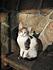 six cats!