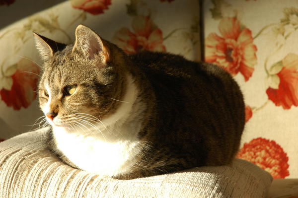 Jenny