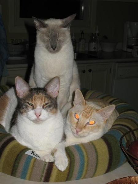 Sedona, Luna (liliac point) and Finnegan (flame point)