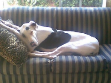 Lestat en el sofa
