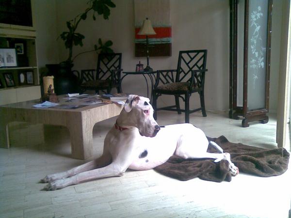 Imagen015

 My elegant Lestat...