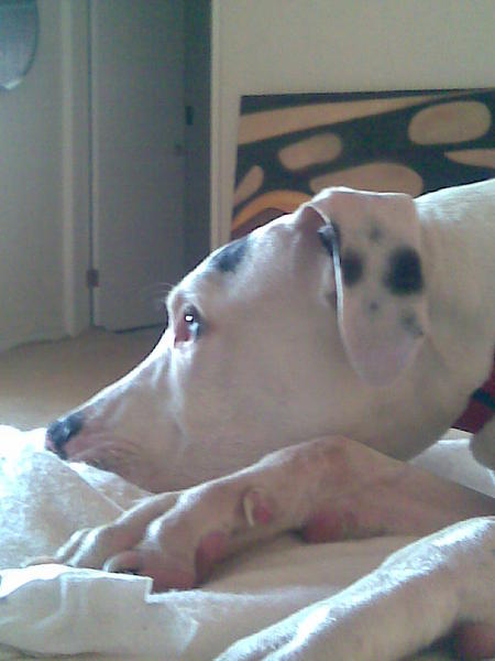 Imagen029
                        Always in my bed.
