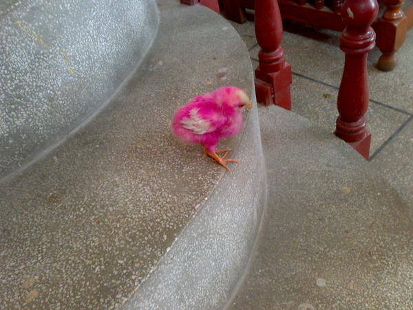 Chicky (2)