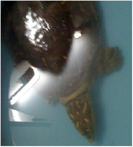 Squirtle 2. Sorry again. Taken again from my father.