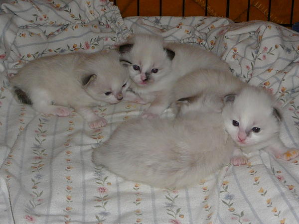 Benson, a Rag Doll Breed with his three litter mates.  He's in the centre of the picture in the back.  Born on Dec 17, 2009.