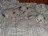 Benson, a Rag Doll Breed with his three litter mates.  He's in the centre of the picture in the back.  Born on Dec 17, 2009.