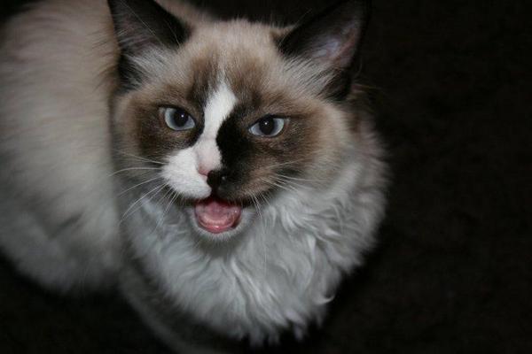 Meow Meow, I know where you got the treats hidden Mom, come on hand over the goods!
