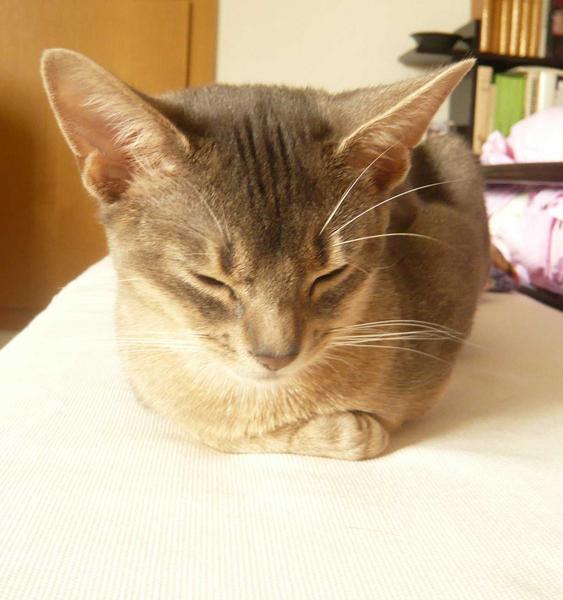 Orionbed