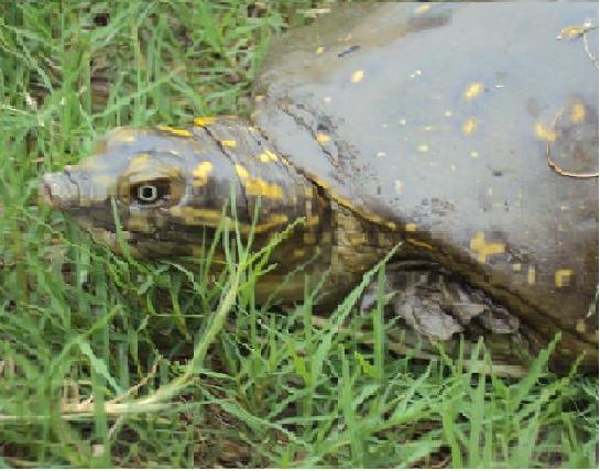 This is a photo of Squirtle in close up.