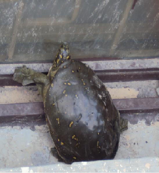 Squirtle licking or wiping the window's dirt