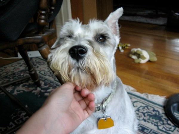 The dog version of that picture where your mom is totally embarrassing.